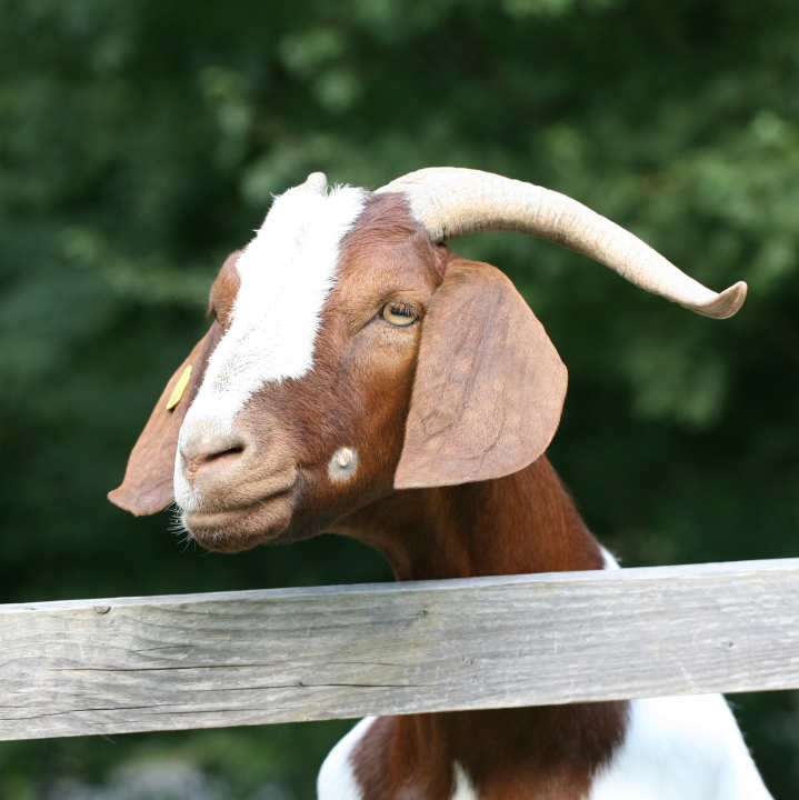 Goat In The Countryside