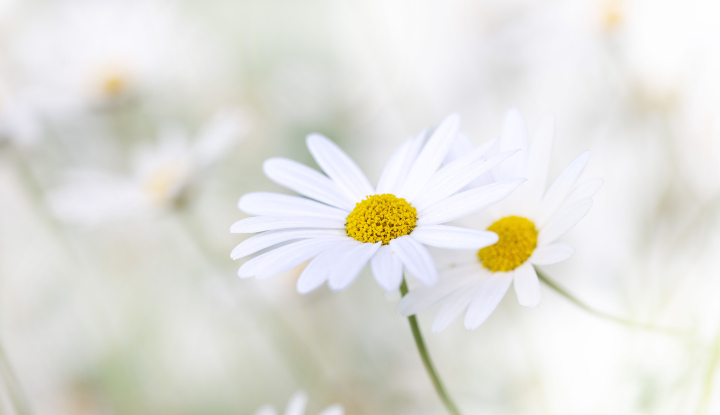 White daisies, light background with space for text, banner format