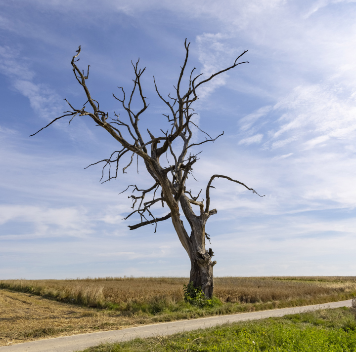 Withered Tree