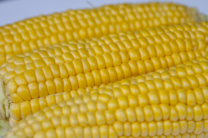 Maize 2