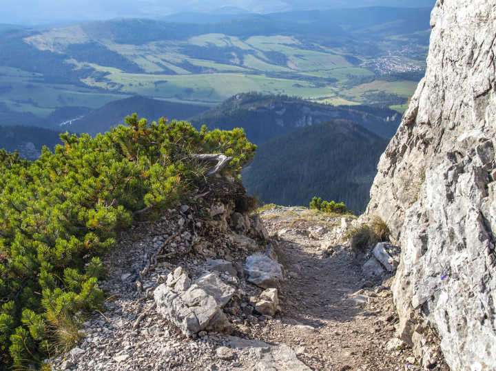 A path with a rock fault and mountain pine