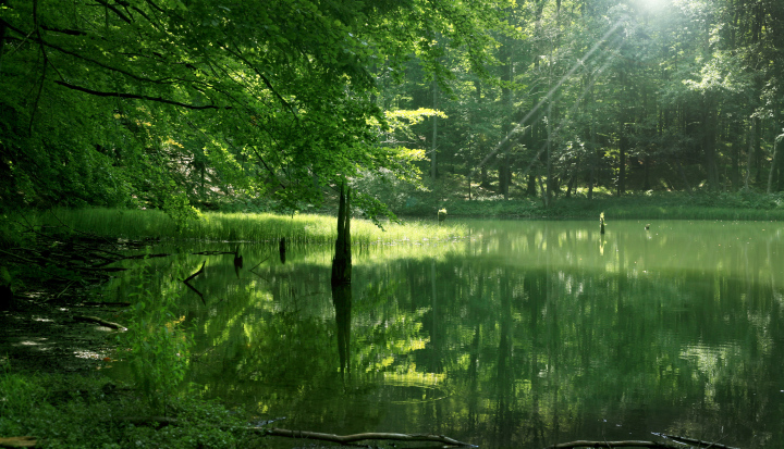 A small lake in the forest