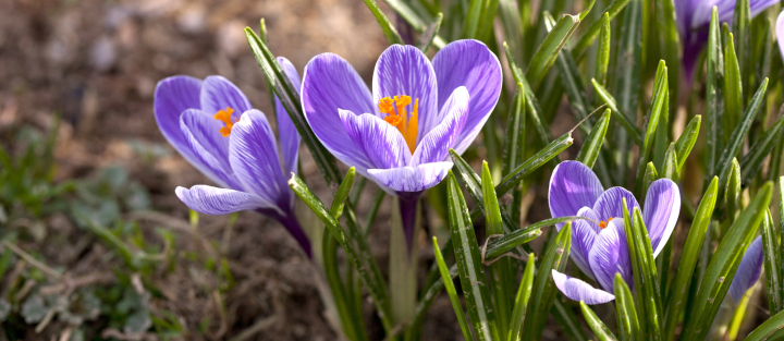 Crocuses in the flowering season