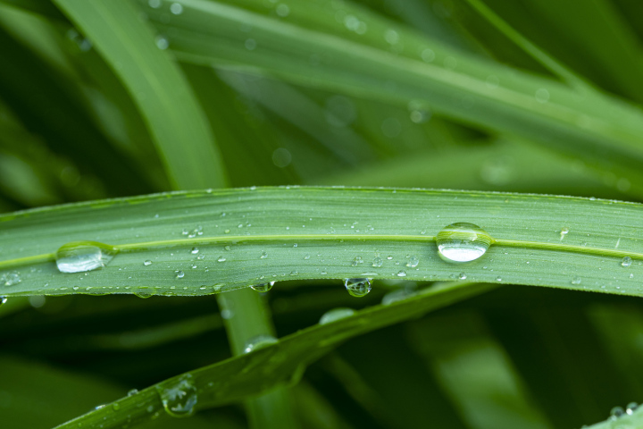 Drops on the grass