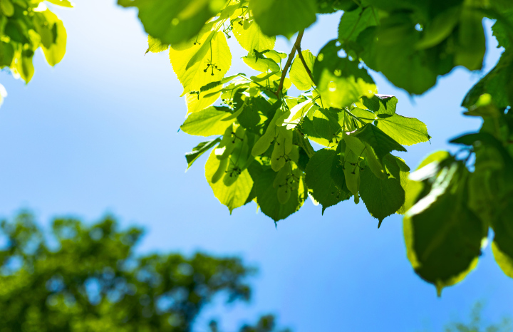 Linden, a deciduous tree. sun