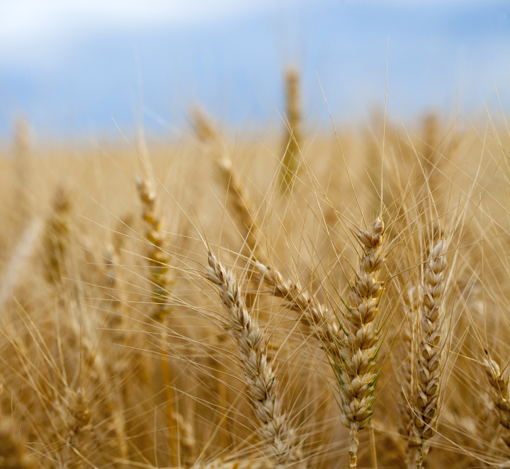 Scythe Grains Before Harvest