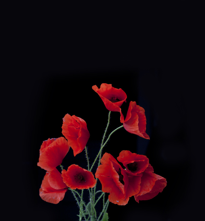 Bouquet With Poppies On A Black Background