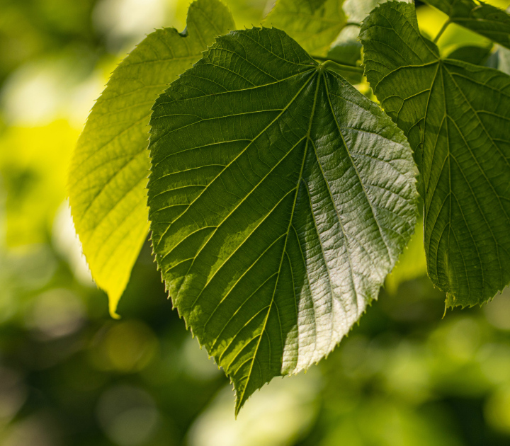 Green Leaves on the Tree