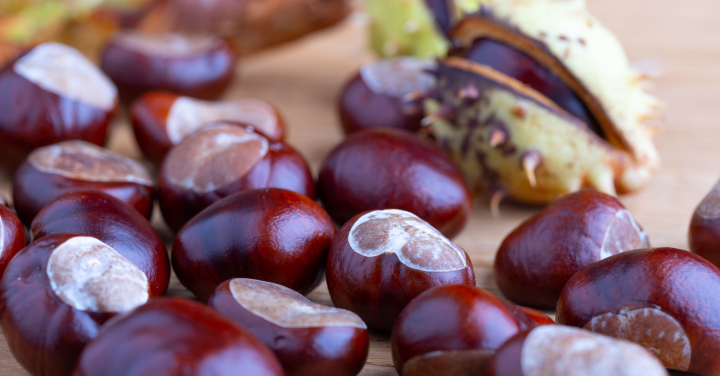 Chestnut fruit harvested in autumn