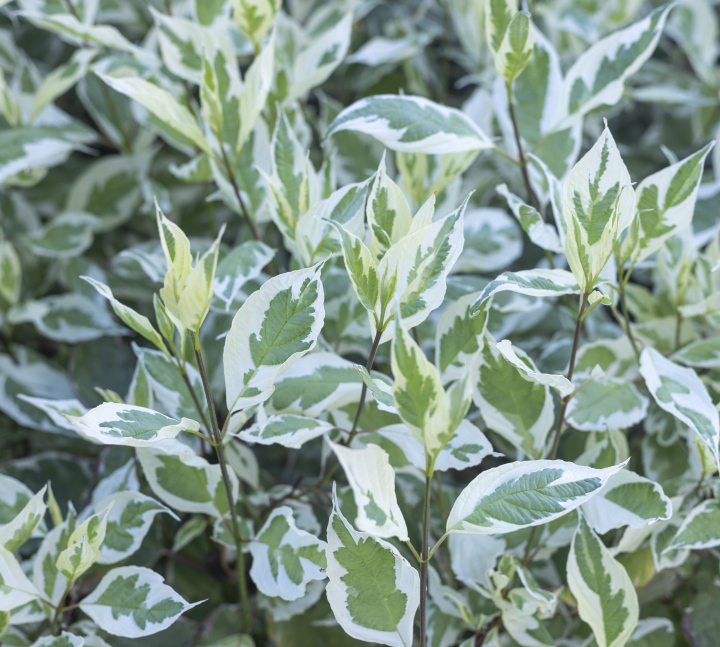 Dogwood White variety with variegated leaves