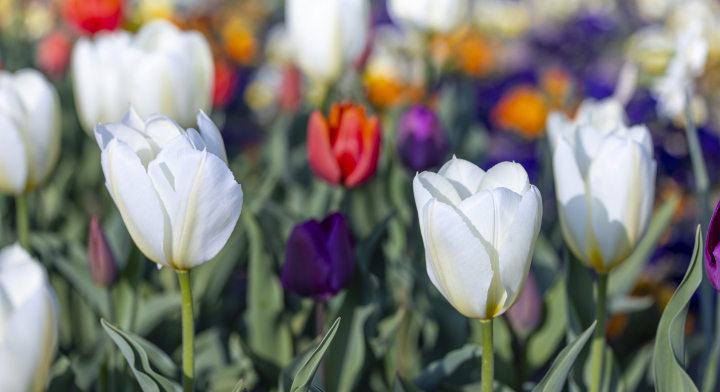 Colorful Tulips