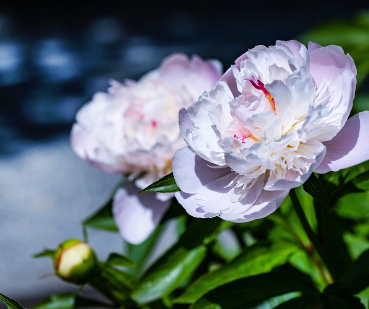 Blooming peony