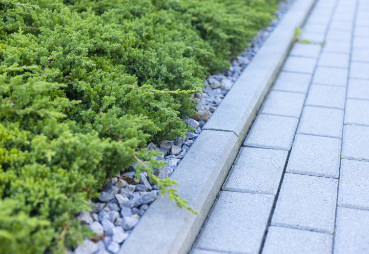 Creeping juniper, low coniferous shrubs at the curb