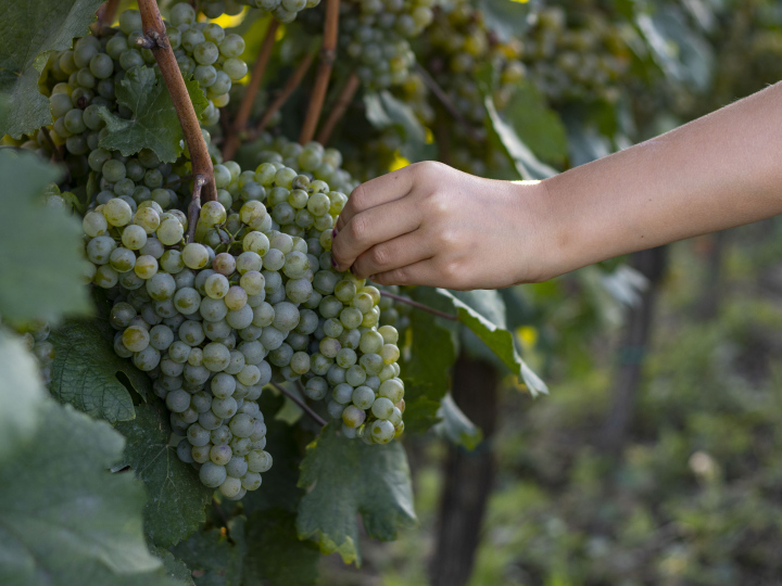 Picking Grapes In Vineyard