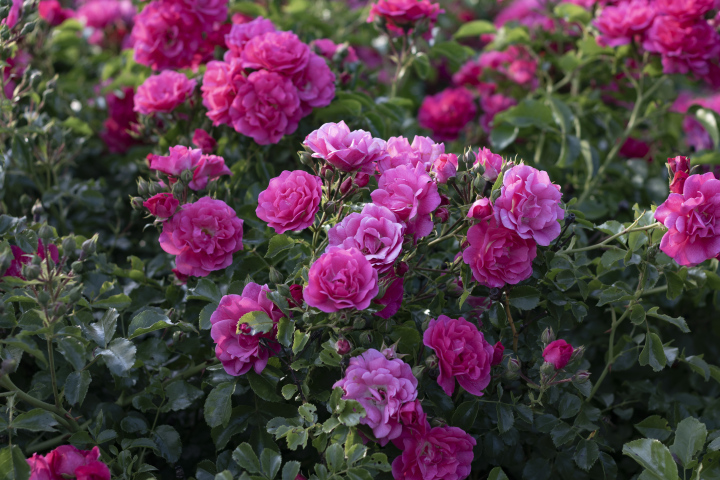 Blooming roses in the park