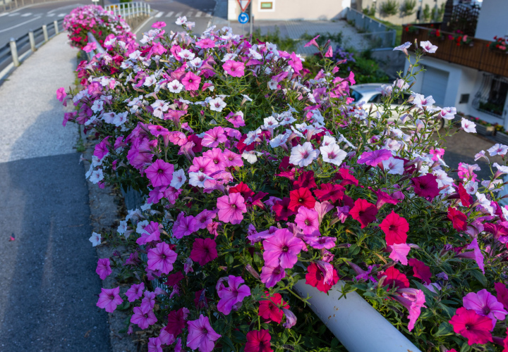 Balcony flowers