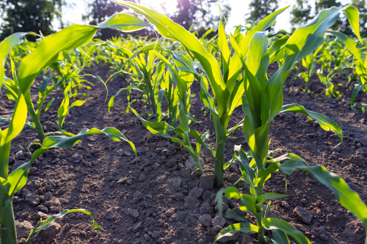 Corn Growing