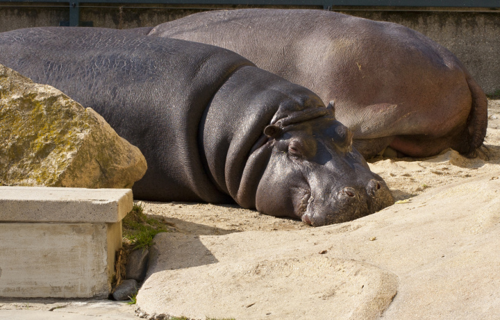 Rest Hippopotamus