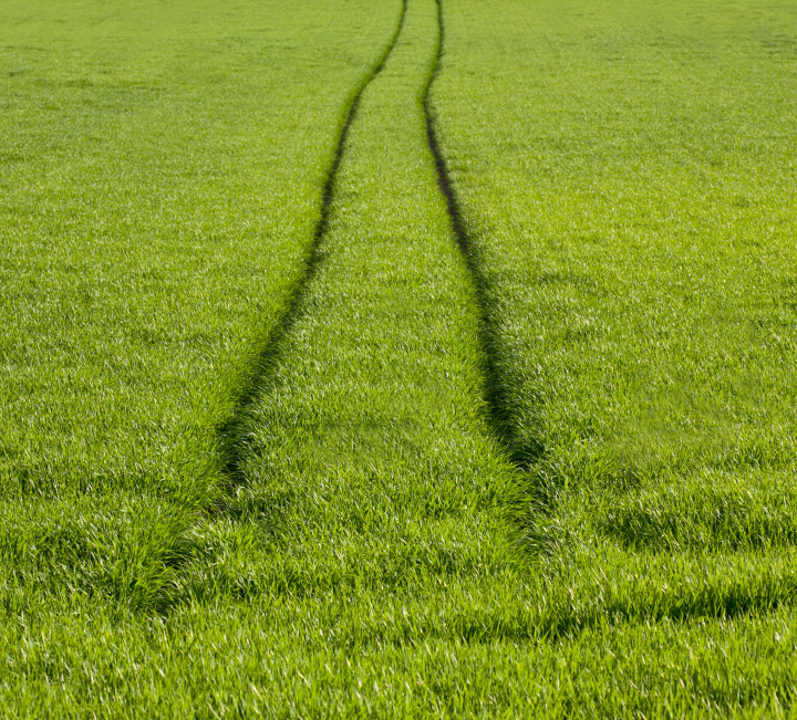 Traces After Wheels On The Grass