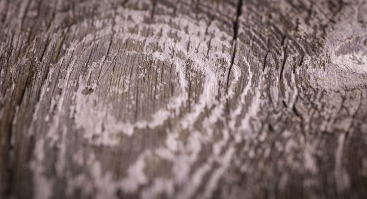Old Wood Texture