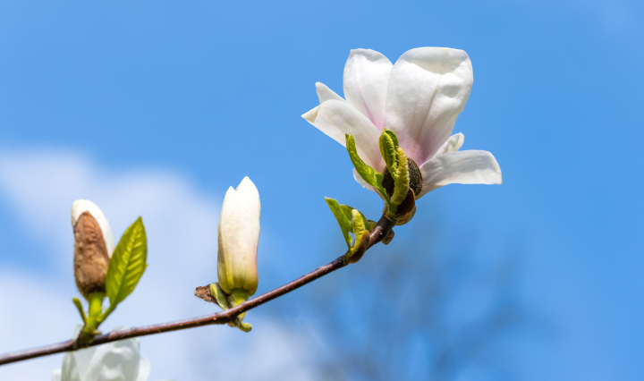 A branch with a white magnolia flower