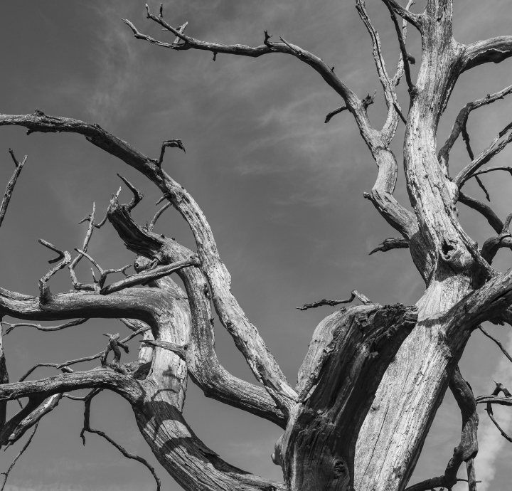 Dry Tree Boughs, a withered tree