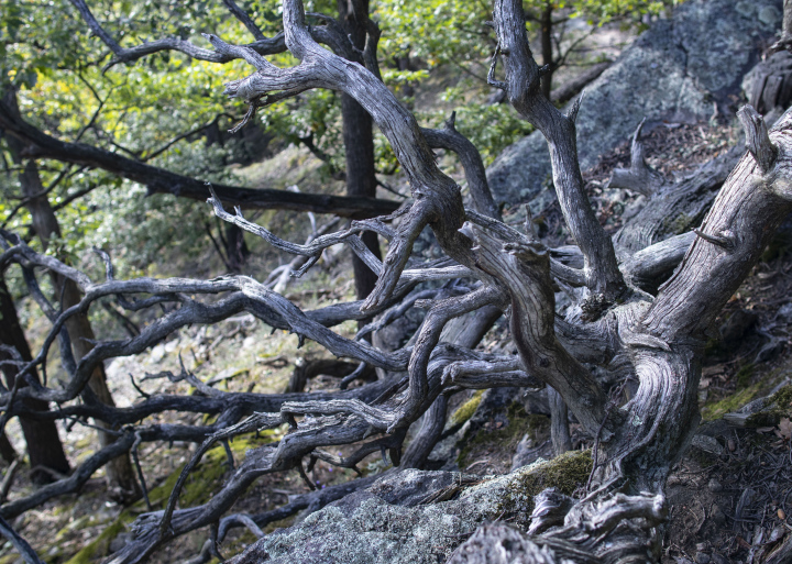 Withered Bough Tree With Twisted Branches