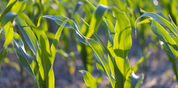 Corn growing, leaves