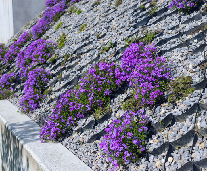 Flowering Perennials on a Strengthened Scarp