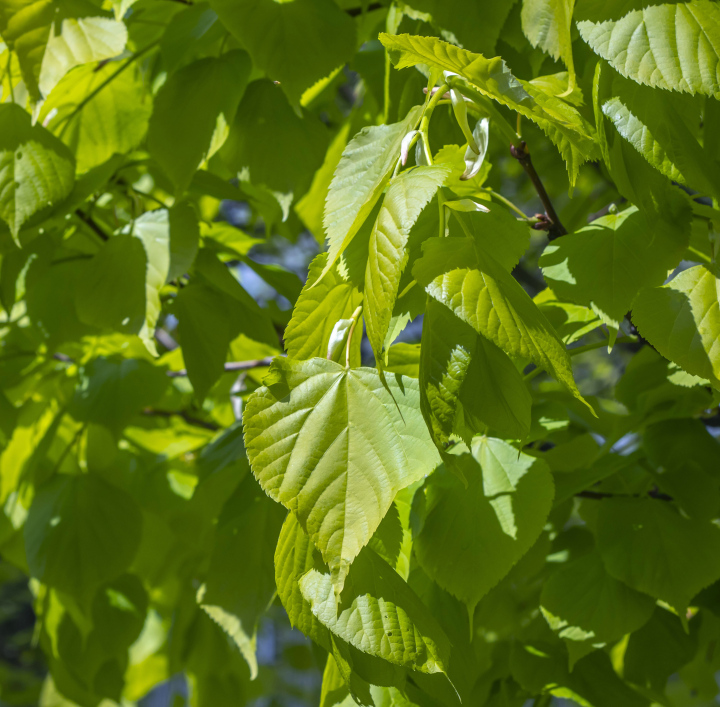 Linden leaves