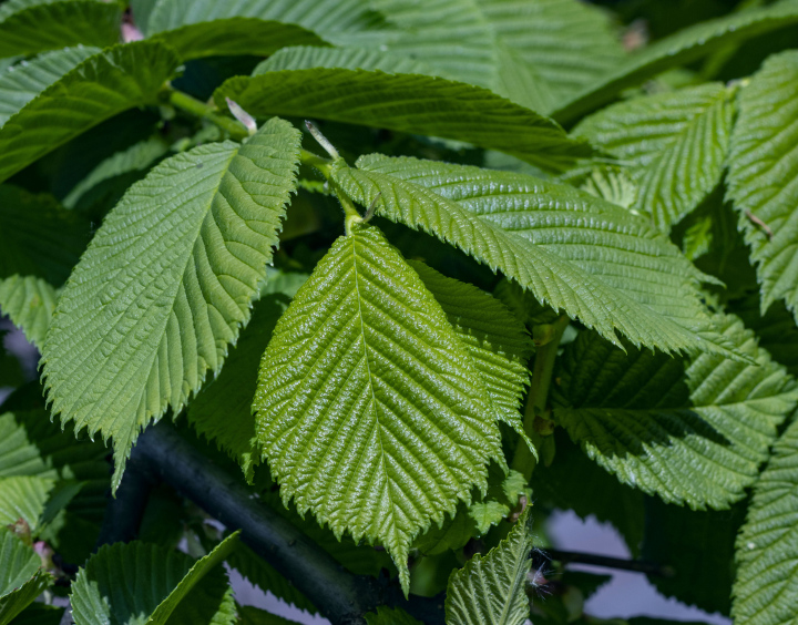 Leaves of the Crying Elm