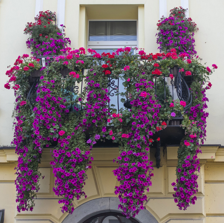 Balcony in Hanging Surfini and Pelargonium