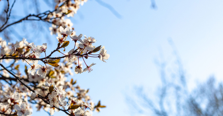 Spring, blooming branches of bushes