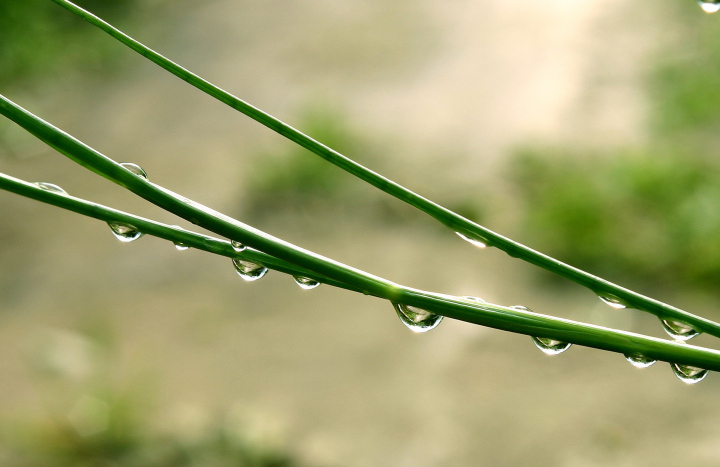 dew drops