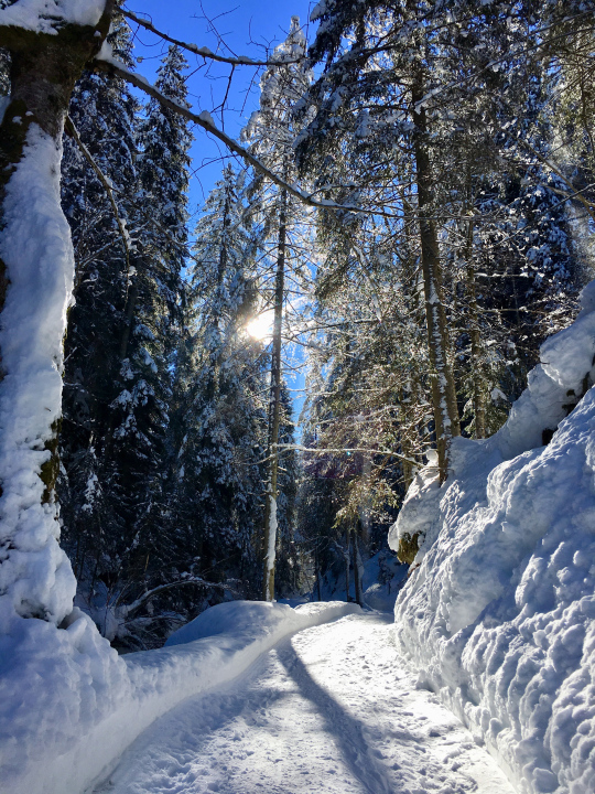 The cleared path on the Mountain Road