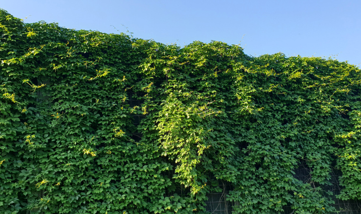 A wall in Pnączach