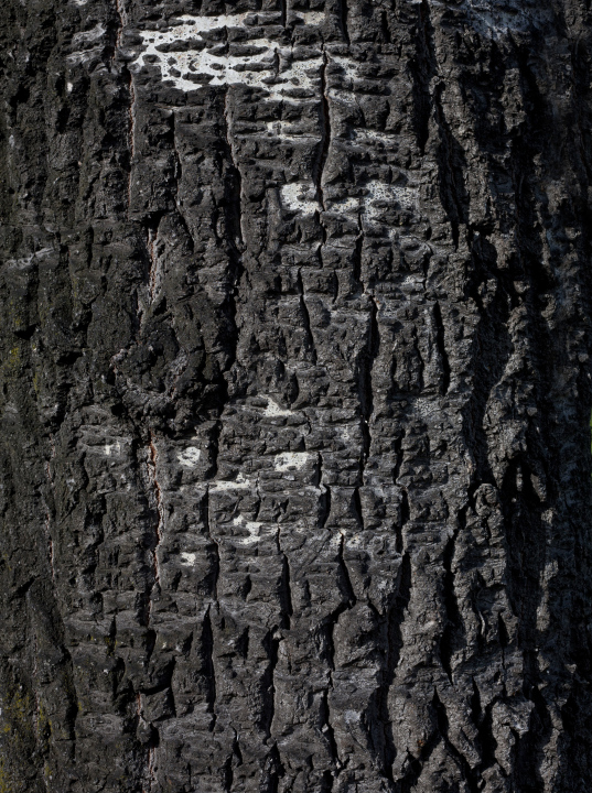 Bark On An Old Tree