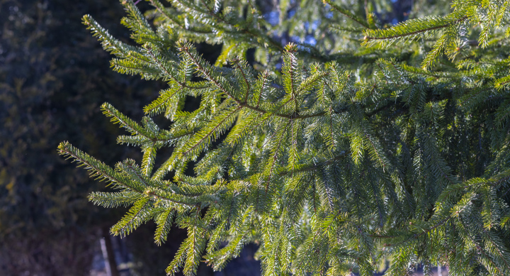 Spruce branches