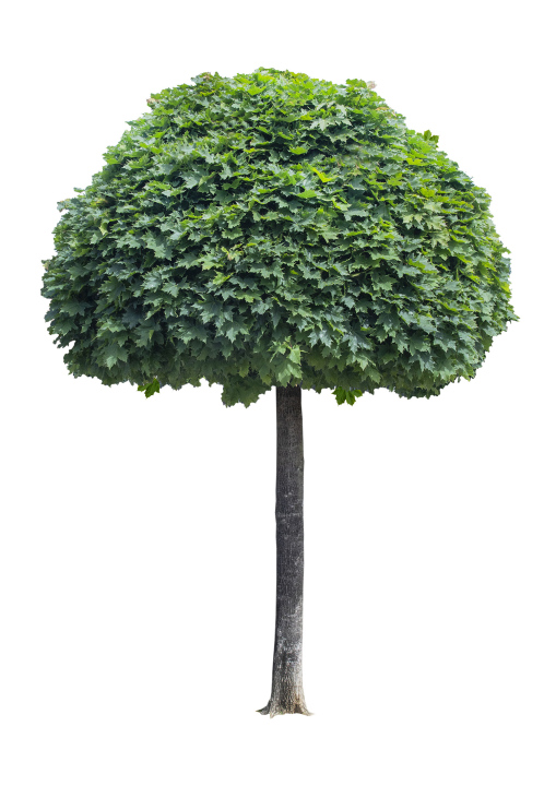 A tree with a compact crown and a straight trunk against a white background