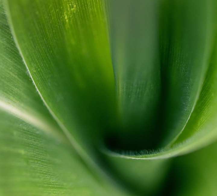 Twisted leaves around the stalk