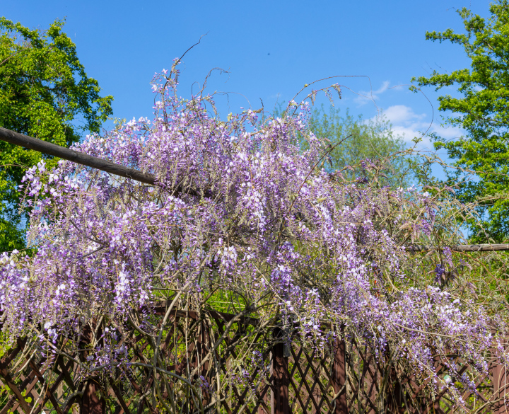 Blooming Wisteria