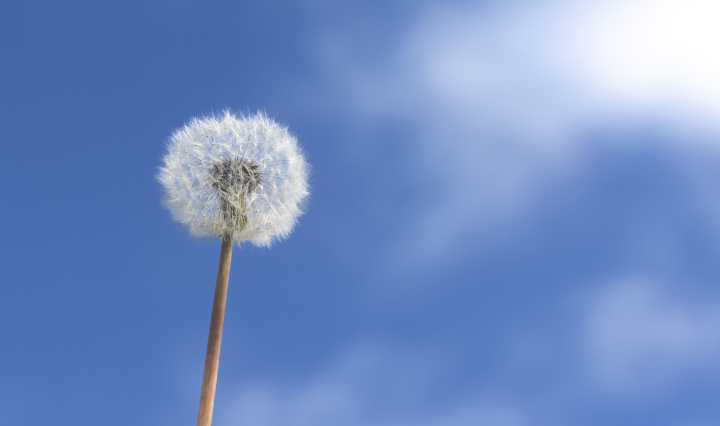 Single Dandelion on a background of the blue sky