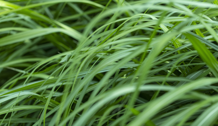 Tall grass, fast plant growth