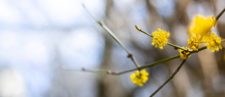 Flowering bush in spring. Banner with place for text.