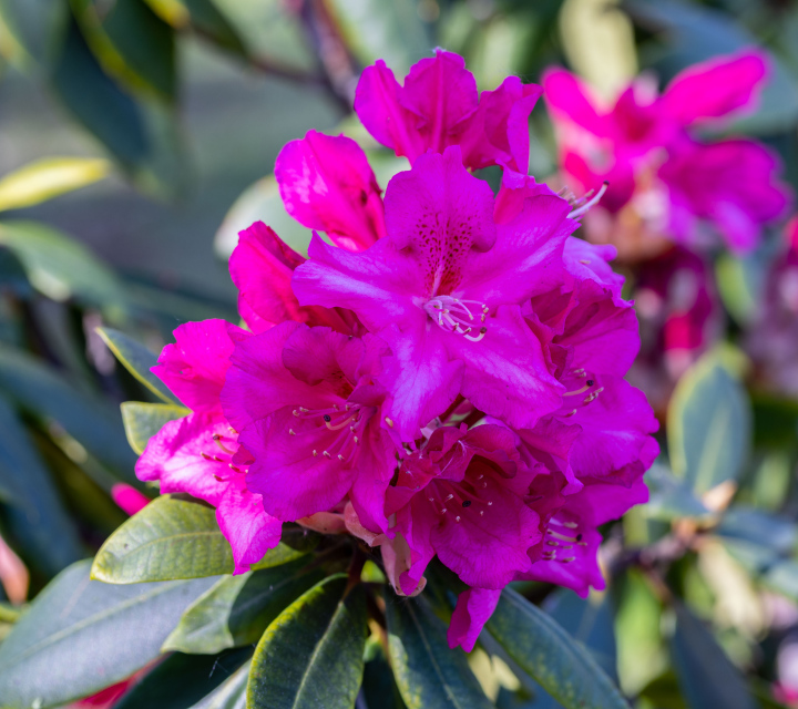 Pink rhododendron